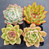 *GLGhybrid(1-496) Special hybrid pack of 4