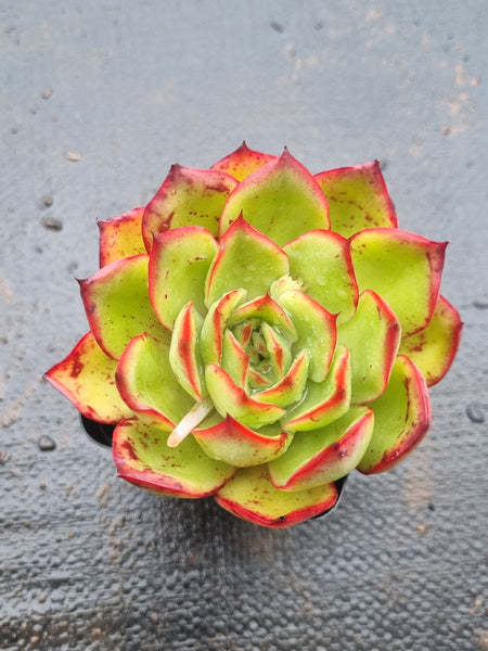 *GLGhybrid(1-1508) Echeveria pulidonis 'Christmas' hybrid 墨西哥花月夜杂