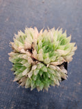 Haworthia cooperi var. Leightonii