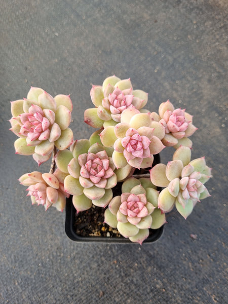 Echeveria Frosty Bloom 霜花小群