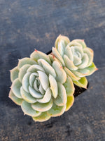 *GLGhybrid(1-108) Echeveria Mexican Snowball hybrid 墨西哥雪球杂
