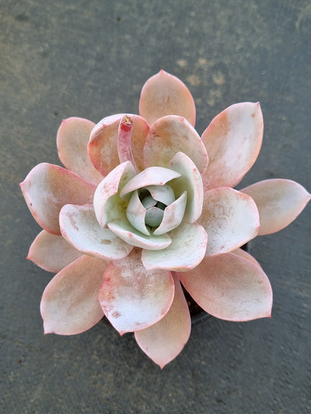 Echeveria White Lover 白色恋人