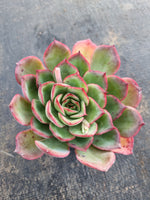 *GLGhybrid(1-678) Echeveria pulidonis 'Christmas' hybrid 墨西哥花月夜杂
