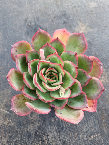 *GLGhybrid(1-678) Echeveria pulidonis 'Christmas' hybrid 墨西哥花月夜杂