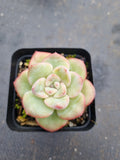 Echeveria 'Strawberry Cake'  草莓泡芙
