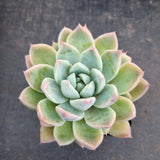 Echeveria 'Alba Beauty' 阿尔巴佳人