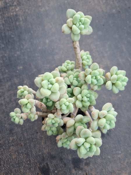 *GLGhybrid(1-824) Graptopetalum ‘Blush Danko’ 绯丸