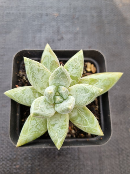*GLGhybrid(1-398) Pachyphytum compactum hybrid 千代田之松杂