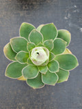 Aeonium aurea ex El Hierro aka. Pink mountain rose 耶罗