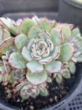 *GLGhybrid(2-18) Echeveria Ballsii Hybrid 灰姑娘杂