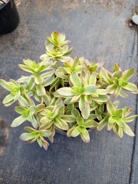 11cm pot Crassula Dejecta variegated 天狗之舞锦11cm盆