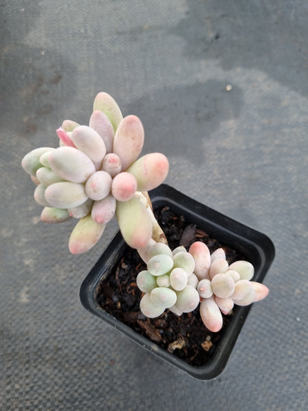 *GLGhybrid(1-1158) Pachyphytum Baby Finger hybrid 婴儿手指杂