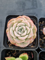 *GLGhybrid(1-1142) Special hybrid pack of 4