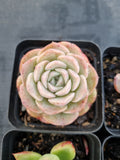 *GLGhybrid(1-1142) Special hybrid pack of 4