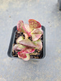 Adromischus Triflorus (Red) 爱心水泡