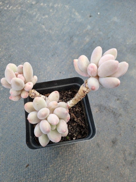 *GLGhybrid(1-1062) Pachyphytum Baby Finger hybrid 婴儿手指杂