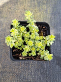 Sedum Golden rice (variegated) 棒叶万年草锦