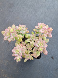Graptosedum Little Beauty 小美女