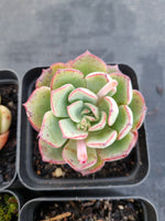*GLGhybrid(1-1145) Special hybrid pack of 4