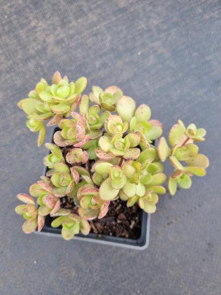 Aeonium saundersii 橄榄球玫瑰