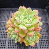 *GLGhybrid(1-156) Echeveria Sierra Hybrid 爱斯诺杂