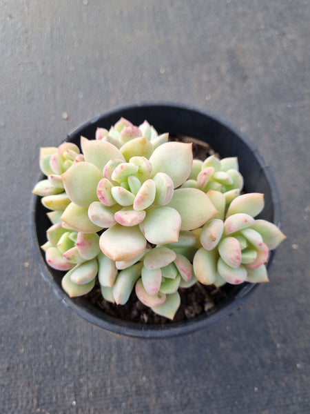 Graptoveria 'A Grim One' 格林