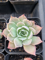 *GLGhybrid(1-913) Special hybrid pack of 4