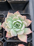 *GLGhybrid(1-913) Special hybrid pack of 4