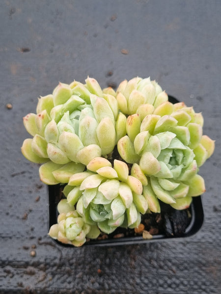 *GLGhybrid(1-1510) Graptopetalum Mendozae hybrid 丸姬杂