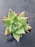 *GLGhybrid(1-376) Echeveria agavoides Ebony hybrid 乌木杂