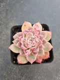 Echeveria 'Frosty Bloom' (霜花 E. prolifica hybrid)