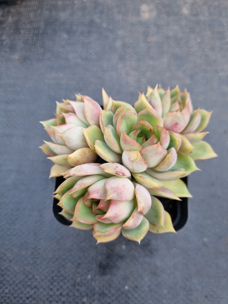 *GLGhybrid(1-969) Echeveria Agavoides hybrid 冬云杂