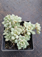 *GLGhybrid(1-770) Graptoveria Titubans hybrid 白牡丹杂