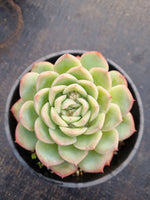 Echeveria ‘Suryeon’ 莎莎女王