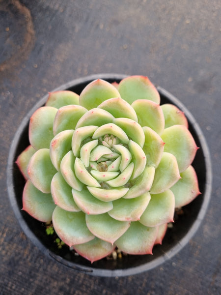 Echeveria ‘Suryeon’ 莎莎女王