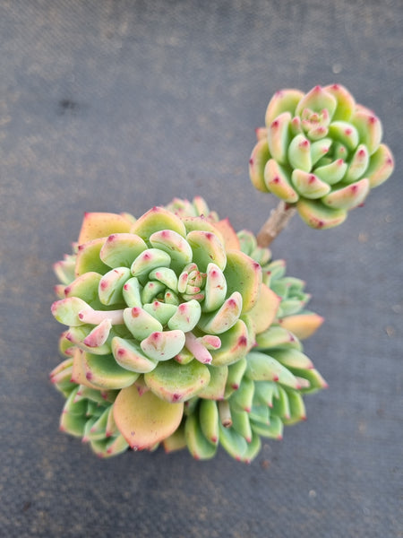 *GLGhybrid(1-1571) Echeveria Sierra hybrid 爱斯诺杂