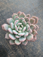 *GLGhybrid(1-759) Pachyveria Elaine hybrid 香水杂