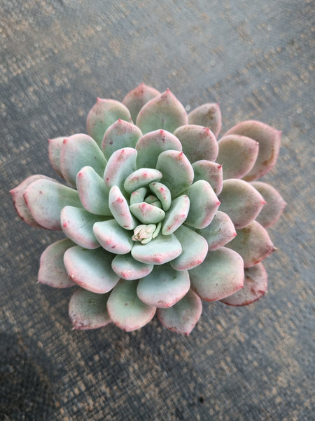 *GLGhybrid(1-759) Pachyveria Elaine hybrid 香水杂