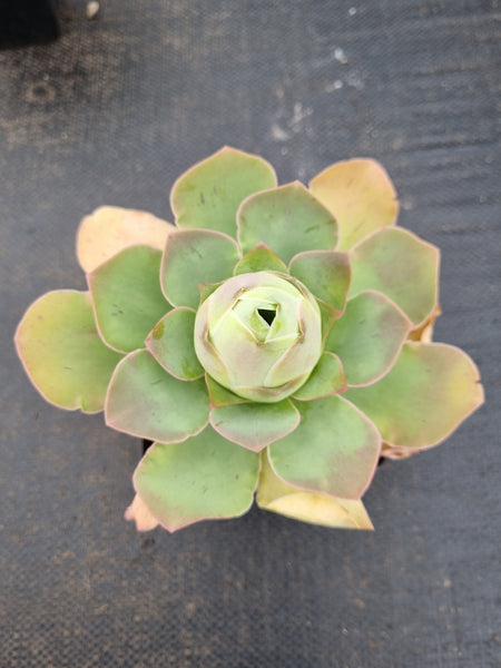 Aeonium aurea ex El Hierro aka. Pink mountain rose 耶罗