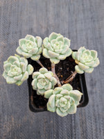 *GLGhybrid(1-411) Graptoveria Titubans hybrid 白牡丹杂