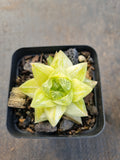 Haworthia Xantha Gold varigated 黄金凝脂菊锦