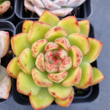 *GLGhybrid(1-501) Special hybrid pack of 4