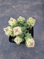 Crassula perforata 'String of Buttons' Variegata