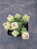 Crassula perforata 'String of Buttons' Variegata