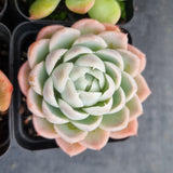 *GLGhybrid(1-499) Special hybrid pack of 4