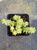Sedum Golden rice (variegated) 棒叶万年草锦