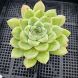 *GLGhybrid(1-172) Echeveria Elegans 'Alba' hybrid 白月影杂