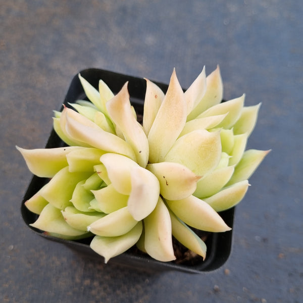 *GLGhybrid(1-1631) Echeveria Elegans 'Alba' hybrid 白月影杂