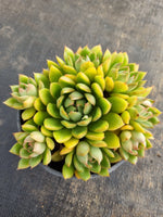 *GLGhybrid(2-154) Echeveria Agavoides hybrid 东云杂