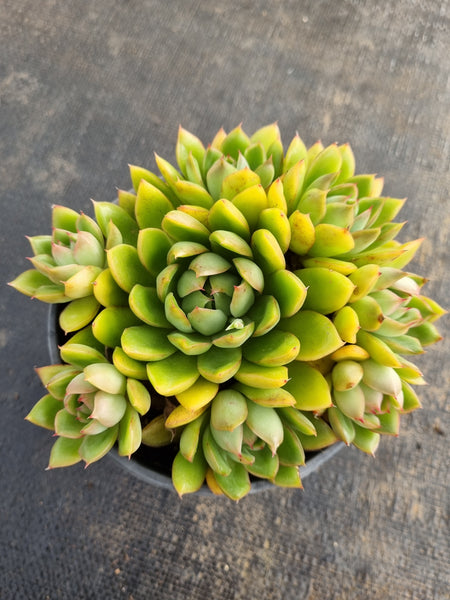 *GLGhybrid(2-154) Echeveria Agavoides hybrid 东云杂